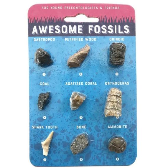 Party Favors & Party Fun |  Awesome Fossils – Hand-Sized Collection